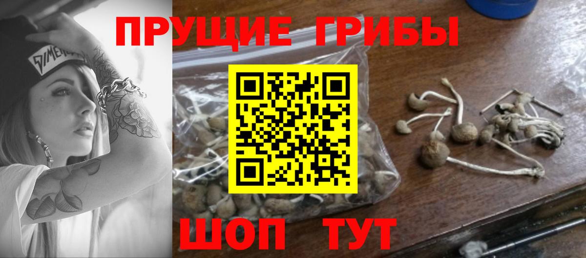 Псилоцибиновые грибы мицелий Кольчугино